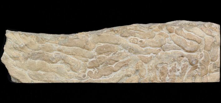 Pennsylvanian, Fossil Microbial Mat - Oklahoma #41118
